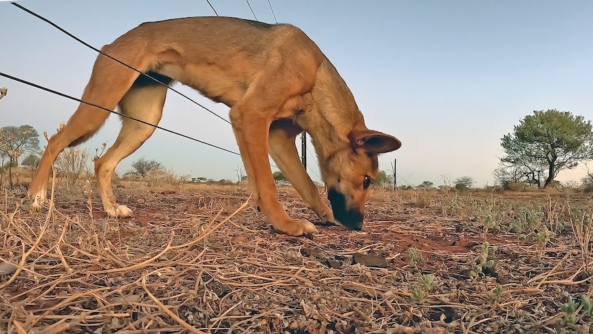 A dingo passing through a fence in the bush