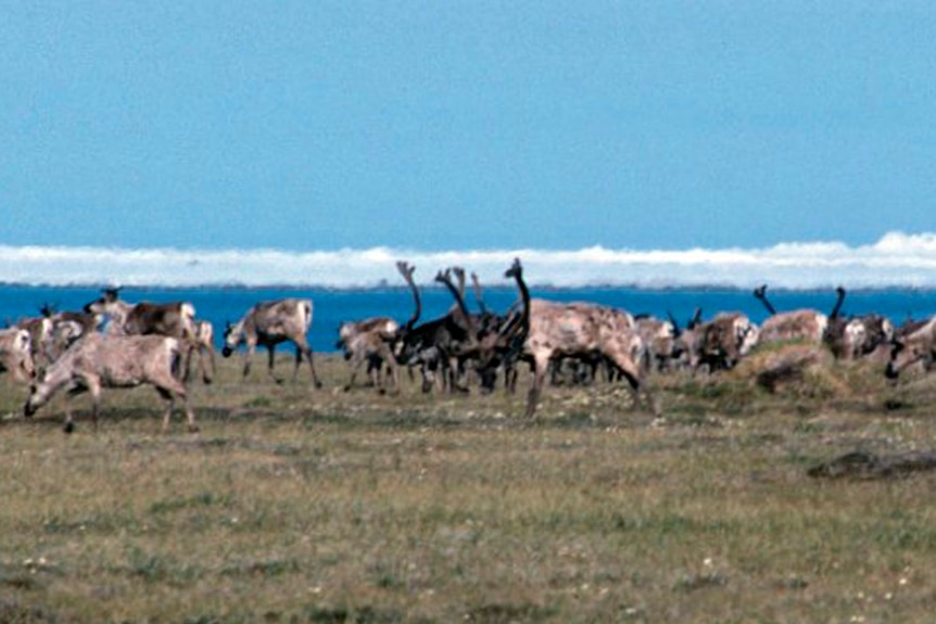 Herd of caribou along the Arctic Refuge coastal plain, with the Beaufort Sea and icebergs in the background.