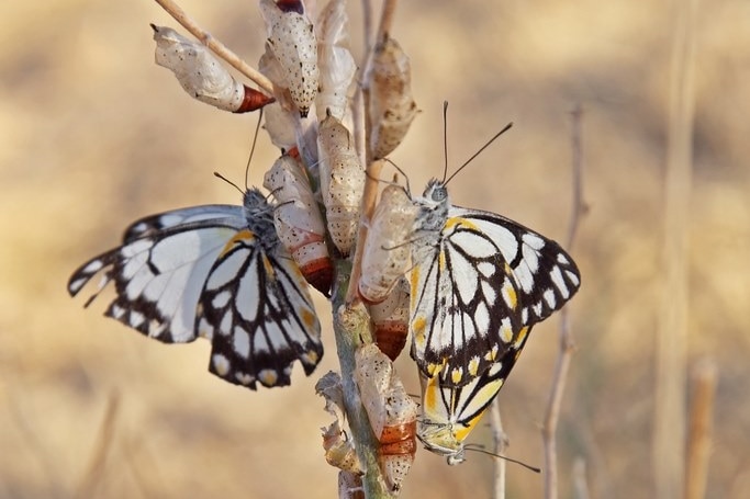 A photo of a bush covered in butterflies - some hatching, some already hatched.