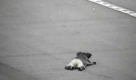A koala on a road