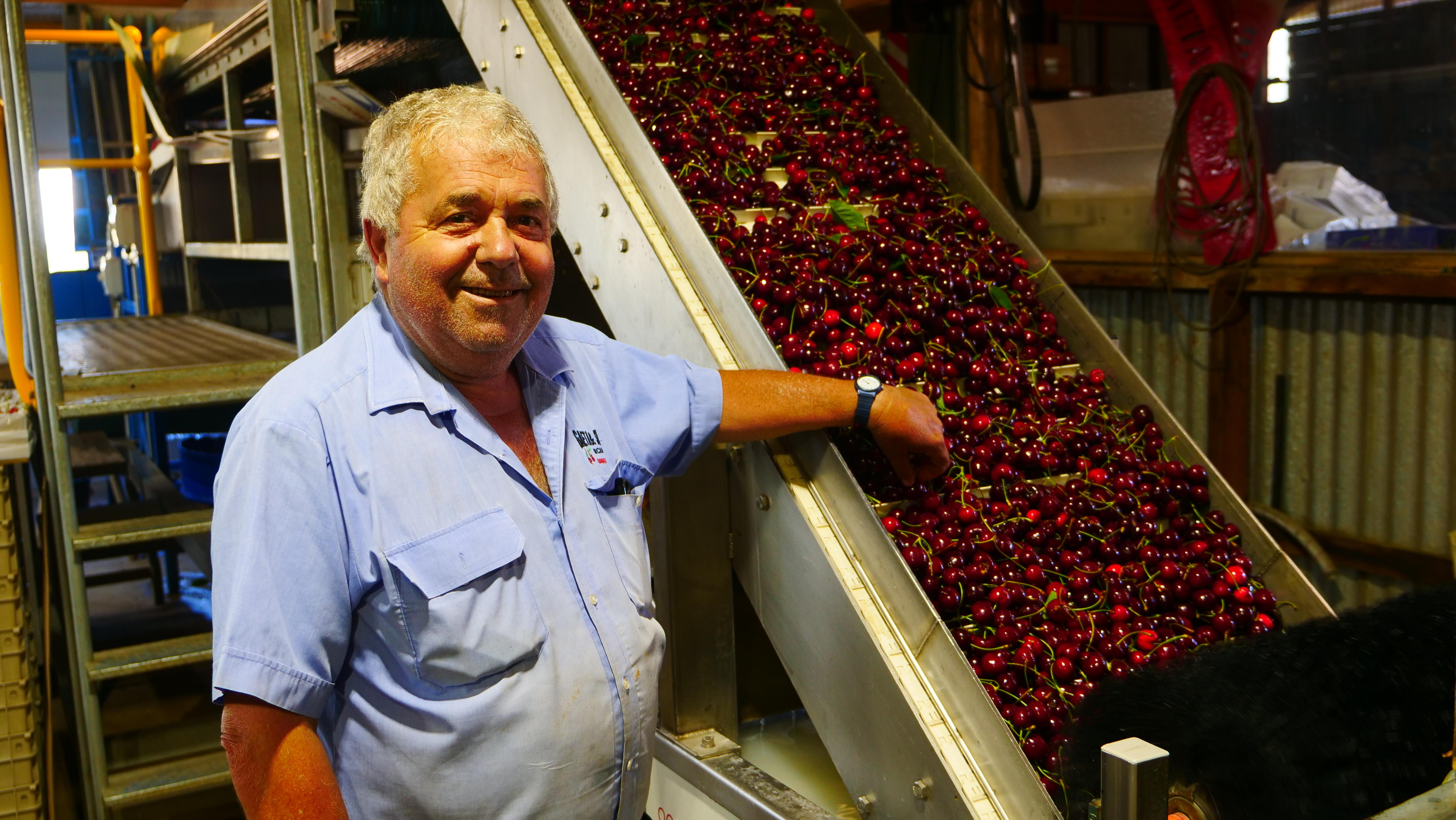 A man in a blue shirt standing next to some cherries