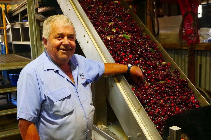 A man in a blue shirt standing next to some cherries 