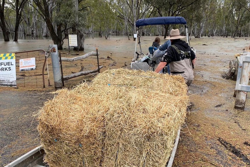 A boat carrying hay is navigated through a flooded national park.