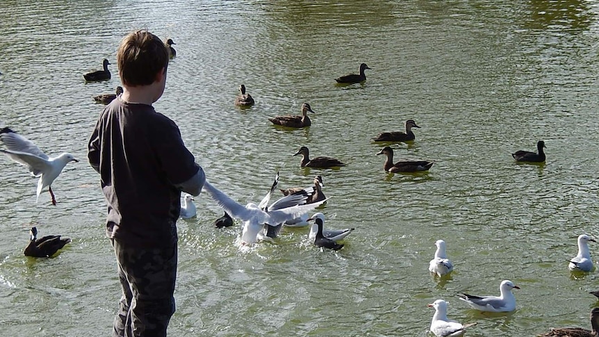 A boy feeds ducks and seagulls