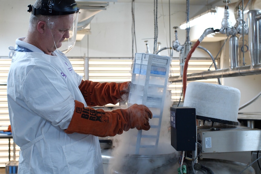 A scientist wearing a face protector helmet wears huge gloves as he holds a smoking rack over a liquid nitrogen tank