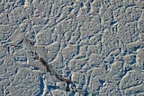 Dragon-skin ice in Antarctica
