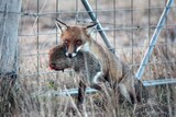 Fox with rabbit in mouth