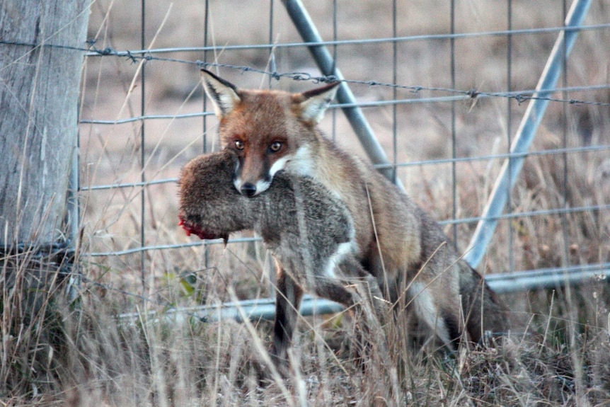 Fox with rabbit in mouth