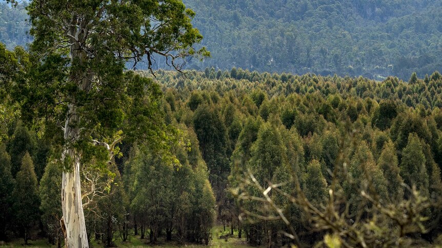 A view of a number of trees growing in a Tasmanian plantation