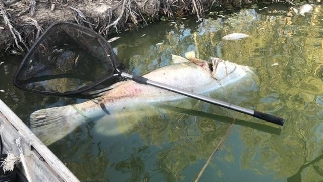 A dead fish by the bank with a fishing net