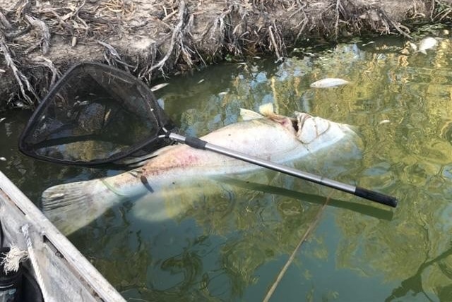 A dead fish by the bank with a fishing net