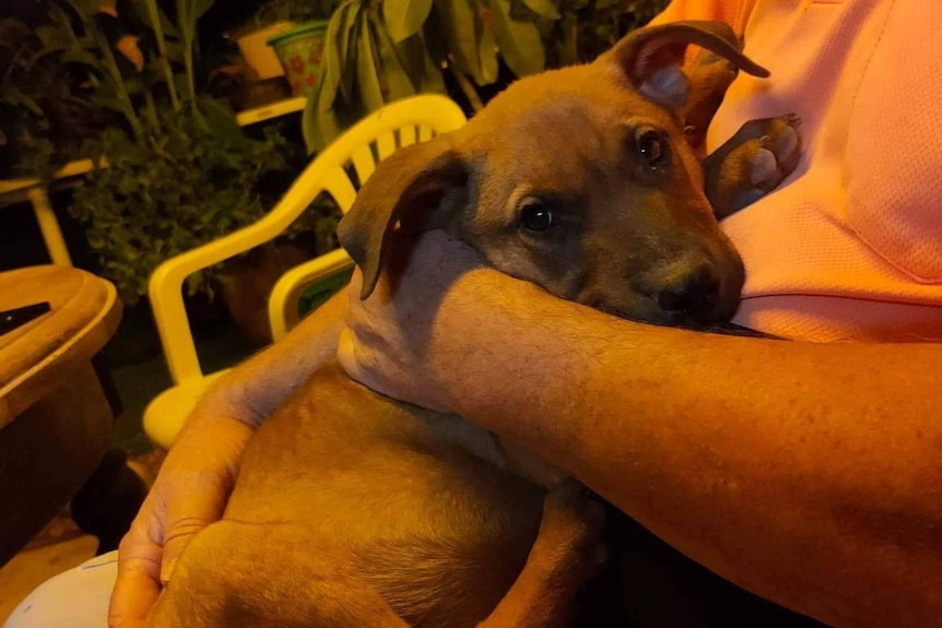 A dark brown puppy sits on someone's lap.