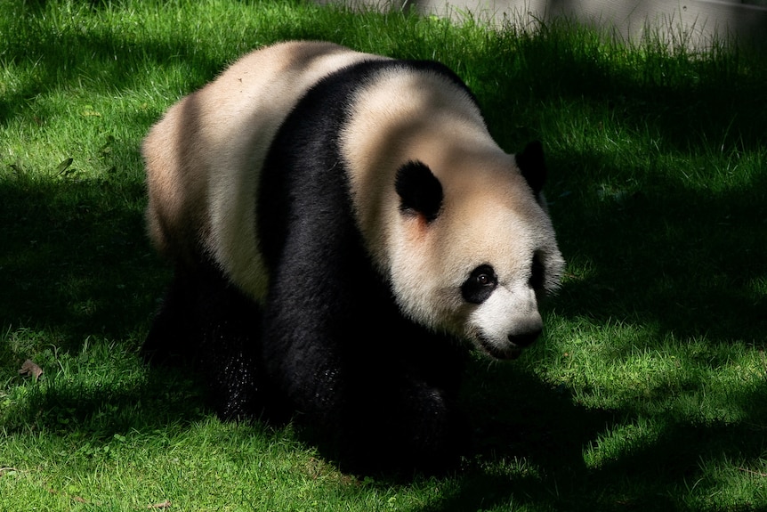 一只大熊猫走在草地上