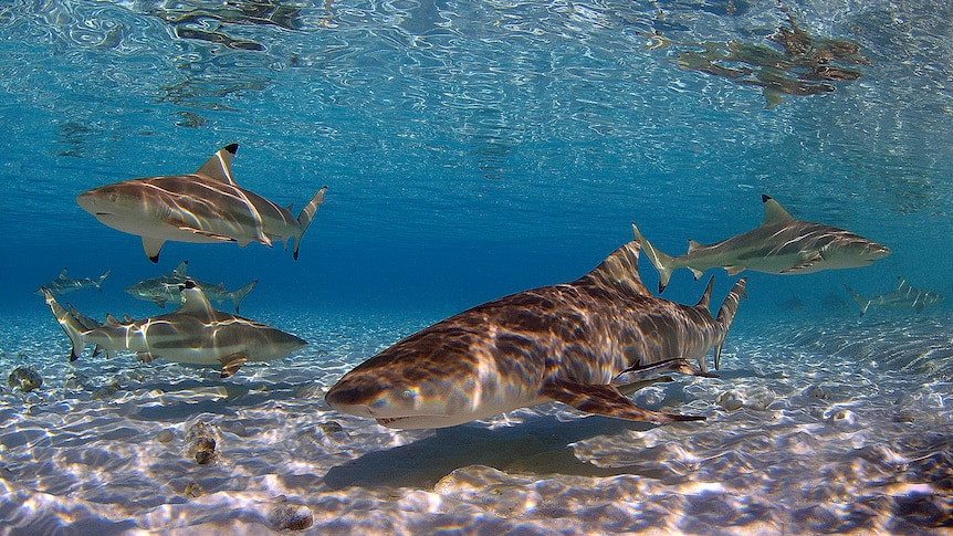 five sharks swimming underneath  the water and along the bottom of sea bed
