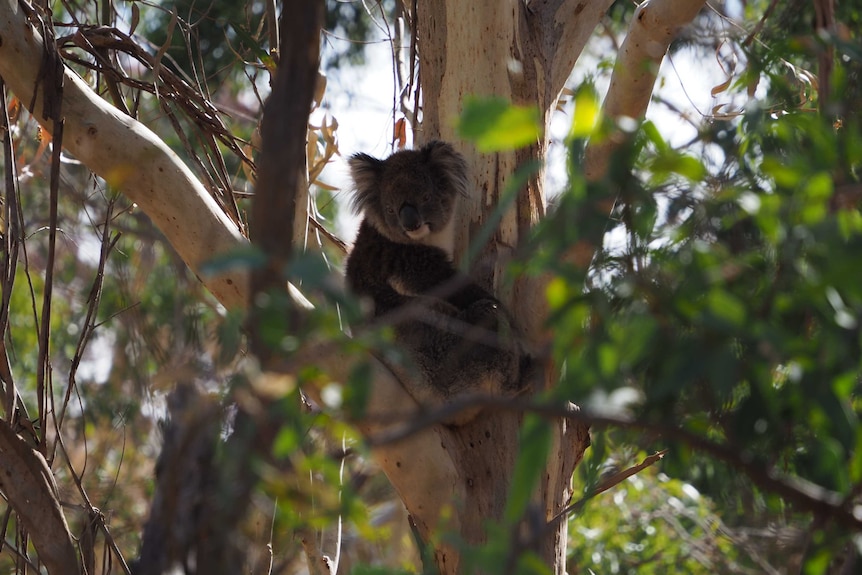 A koala sits in a tree surrounded by a mixture of burnt brown and green gum leafs
