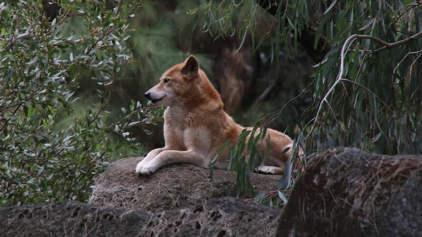 A dingo sits on a rock surrounded by trees and plants.