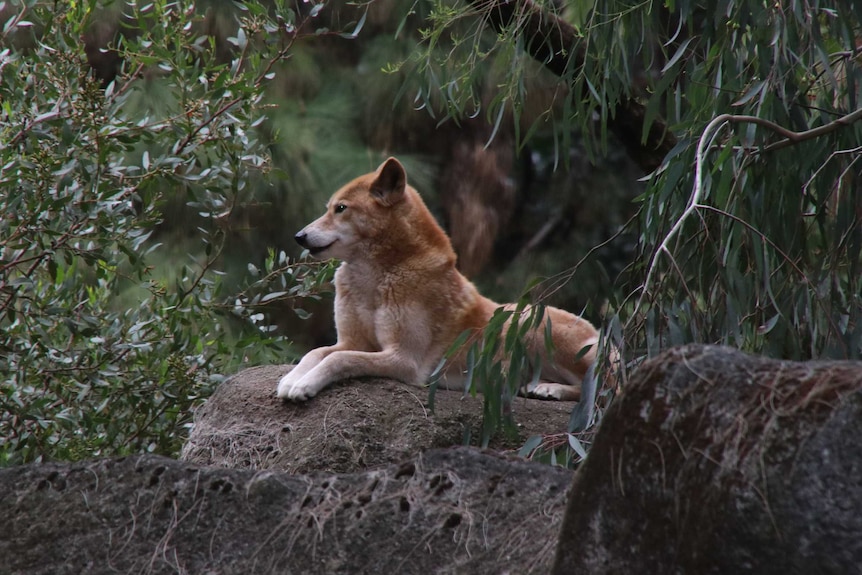 A dingo sits on a rock surrounded by trees and plants.