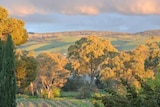 Barossa sunset