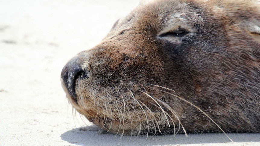 Curtin University calls for photos of sea lions for a study on whiskers