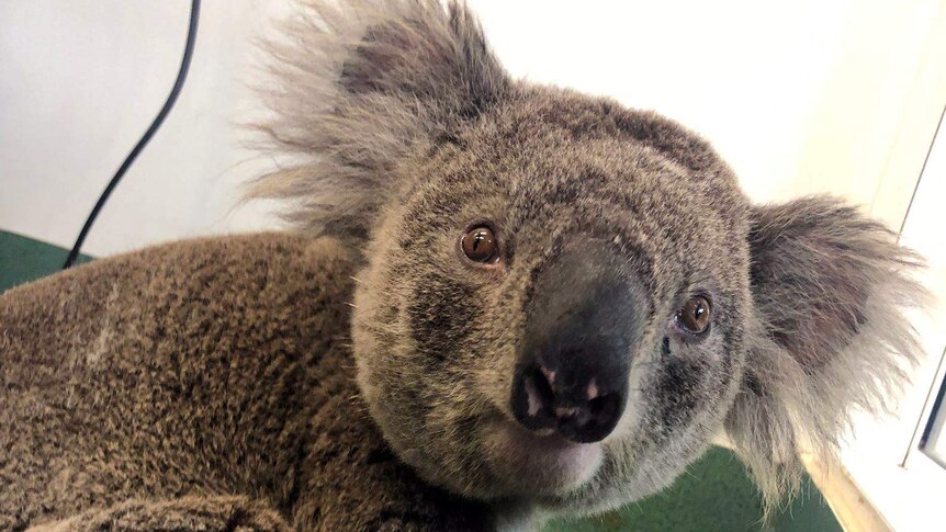 Jalu the koala