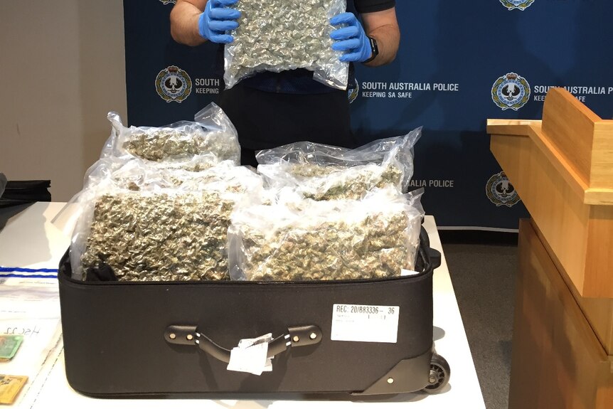 A police officer holds dried cannabis allegedly found at Adelaide Airport.
