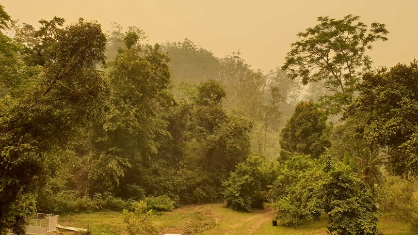 Smoke haze lingers through green rainforest.