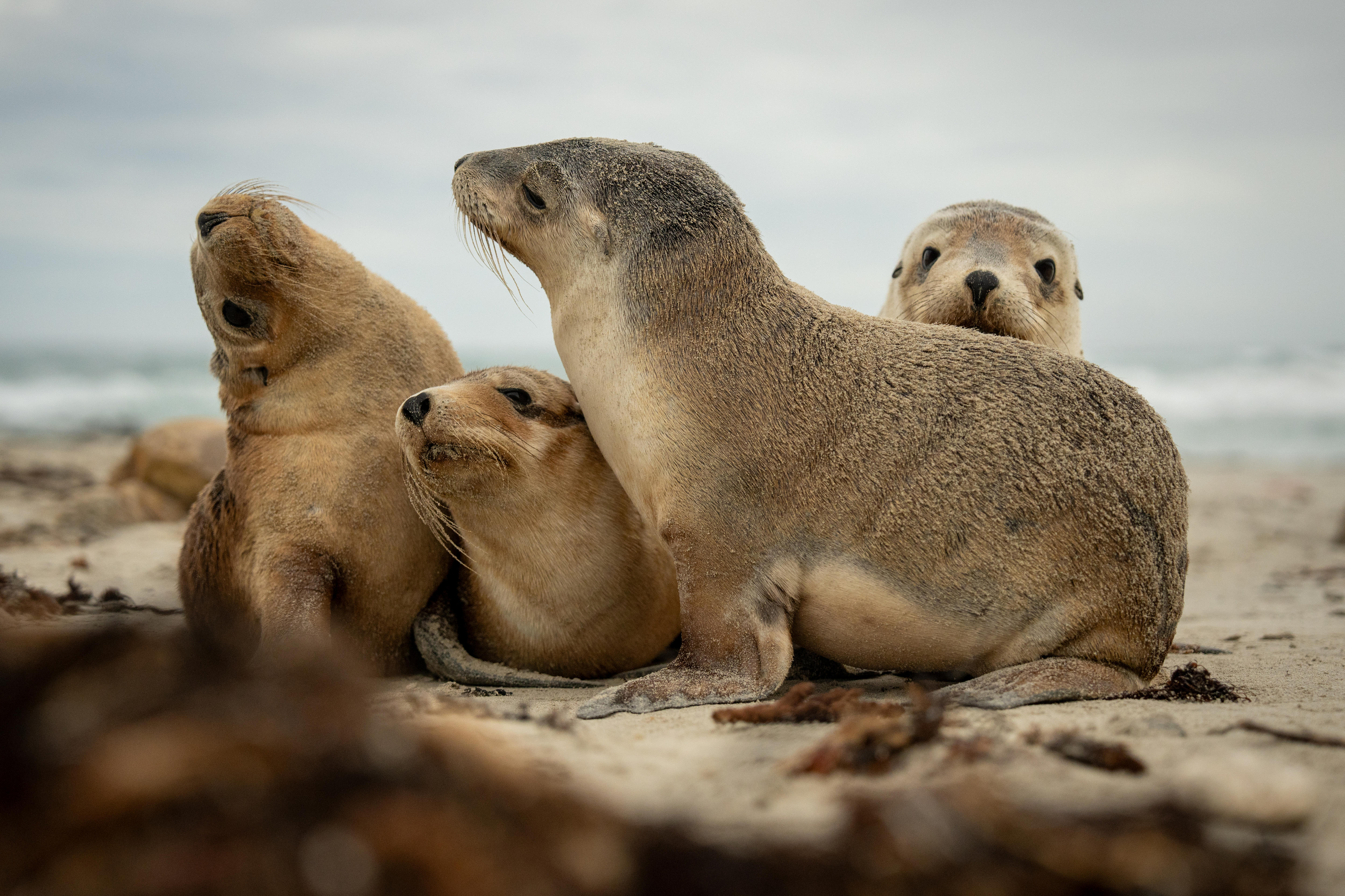 Um grupo de quatro filhotes de leões marinhos.