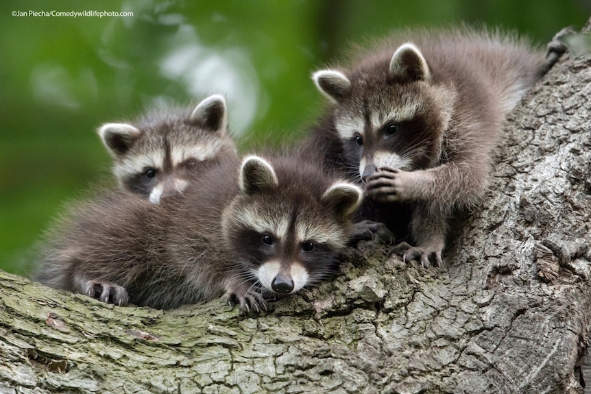A group of racoons, one making a gesture like it's whispering to its friend.