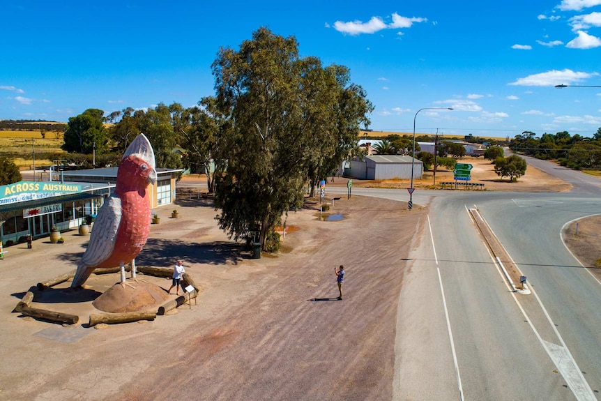 Galah bird replica