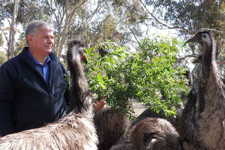 A  man feeds a group of emus.