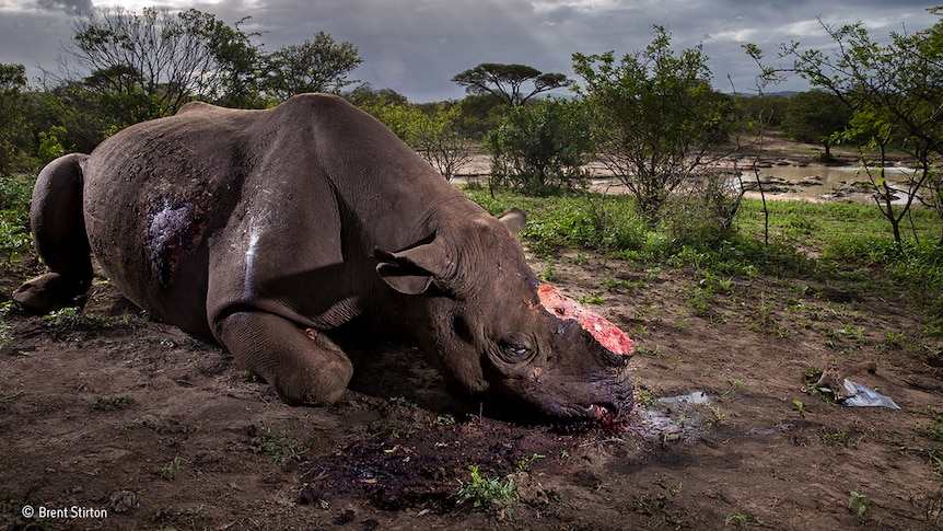 A black rhino lies in the dirt with its horns cut off