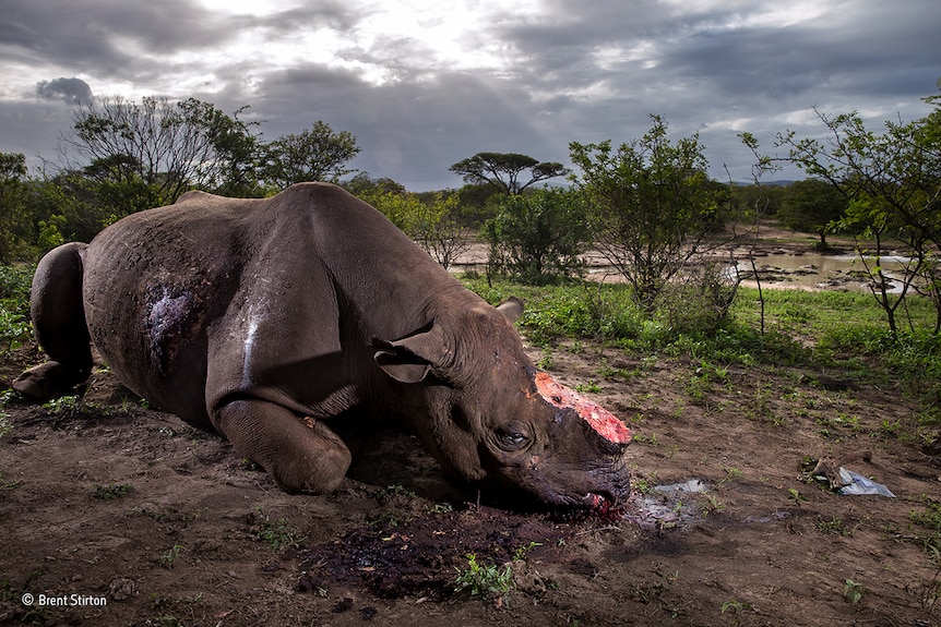 A black rhino lies in the dirt with its horns cut off