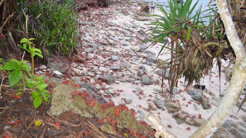 Red crabs cover Ethel Beach on Christmas Island.