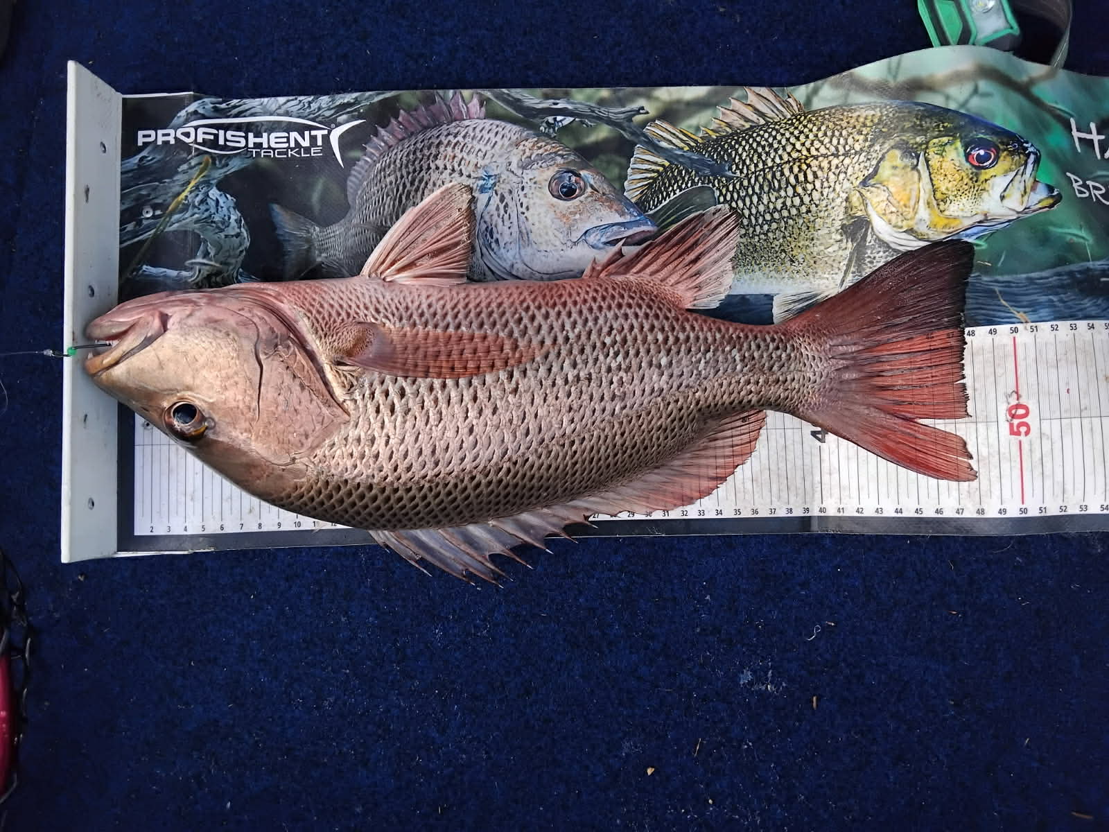 The Big Fish: Smashin' The Jacks on Surface Frogs