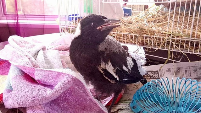 A baby magpie is standing on a pink towel inside a house on a table.