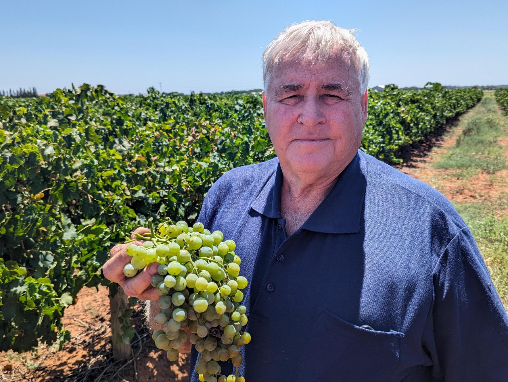 A older man holding a bunch of grapes