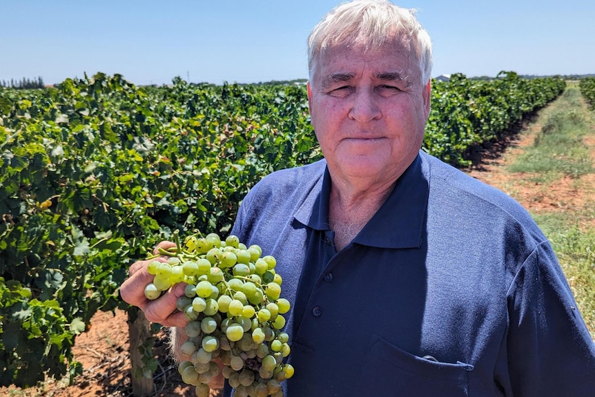 Un hombre mayor sosteniendo un racimo de uvas.