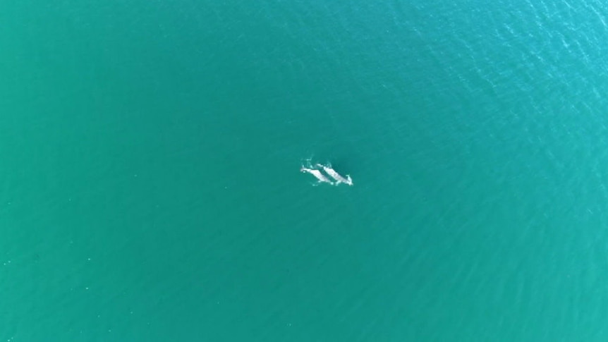 Humpback dolphins monitored with help of drones