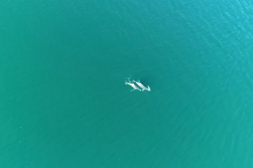 Humpback dolphins monitored with help of drones