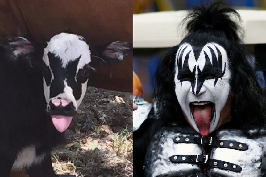 Composite image of KISS frontman Gene Simmons and a calf born with similar face markings