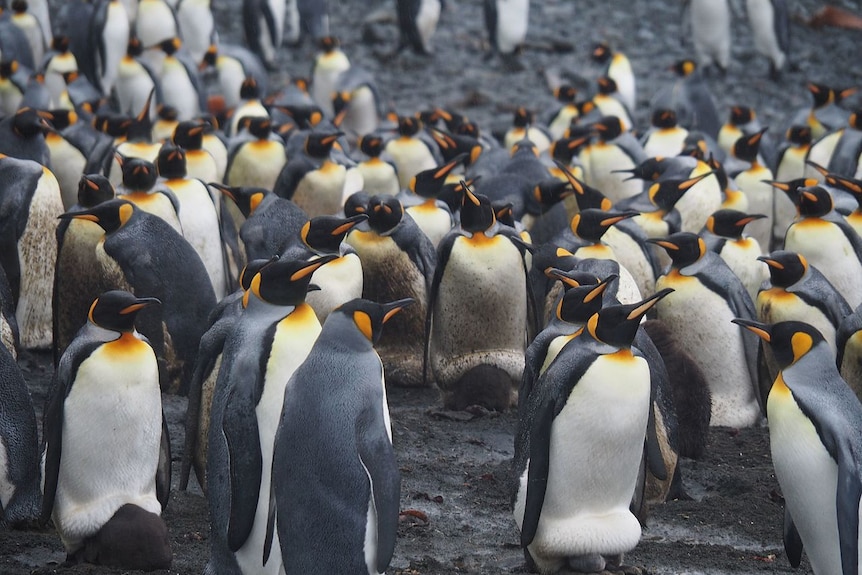 A colony of king penguins on black ground.