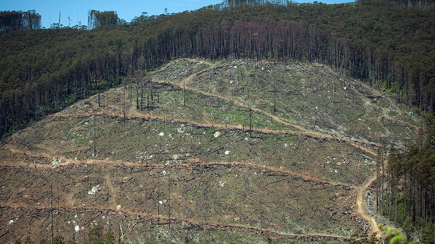 Section of logged forest on the side of a hill