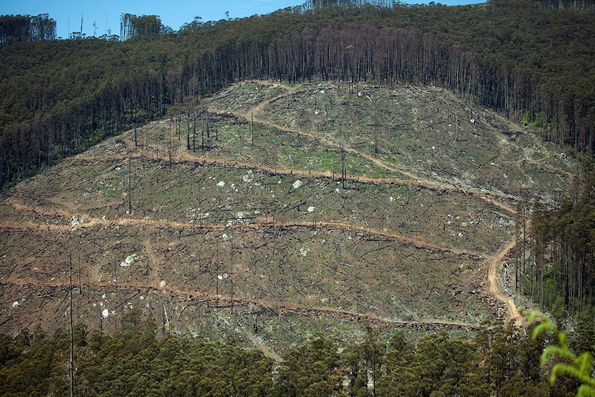 Section of logged forest on the side of a hill
