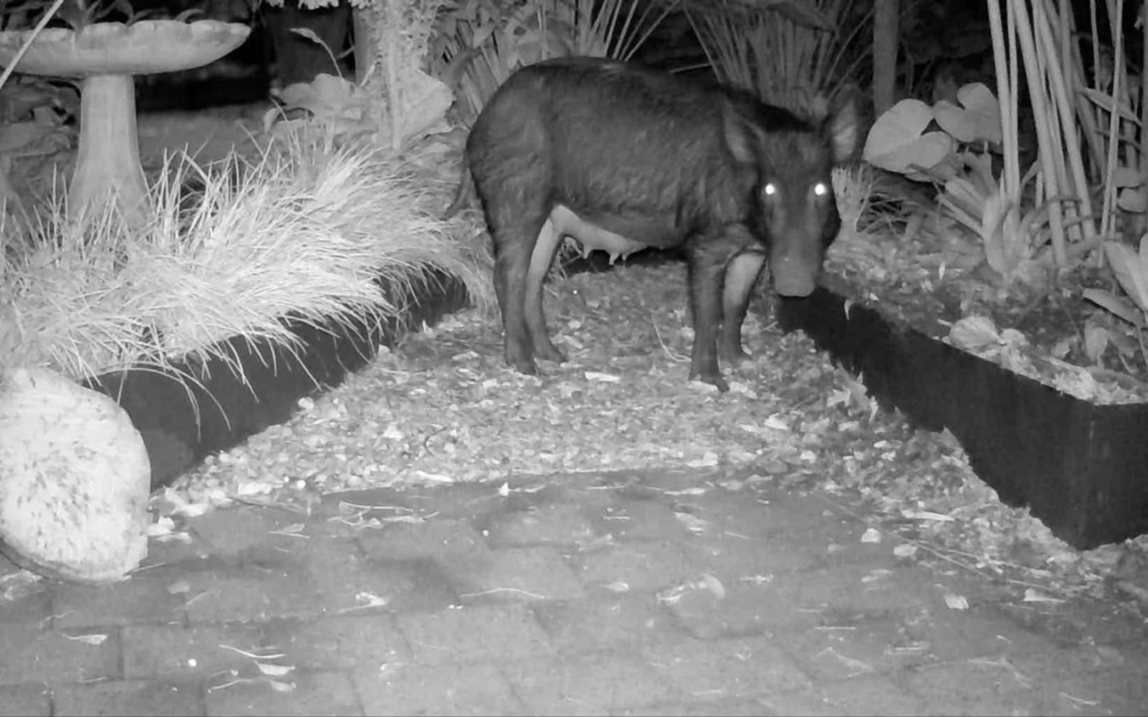 Feral pigs caught on camera in the middle of suburbia in greater Darwin