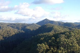 Tarkine wilderness, Tasmania (ABC News: Simon Cullen)