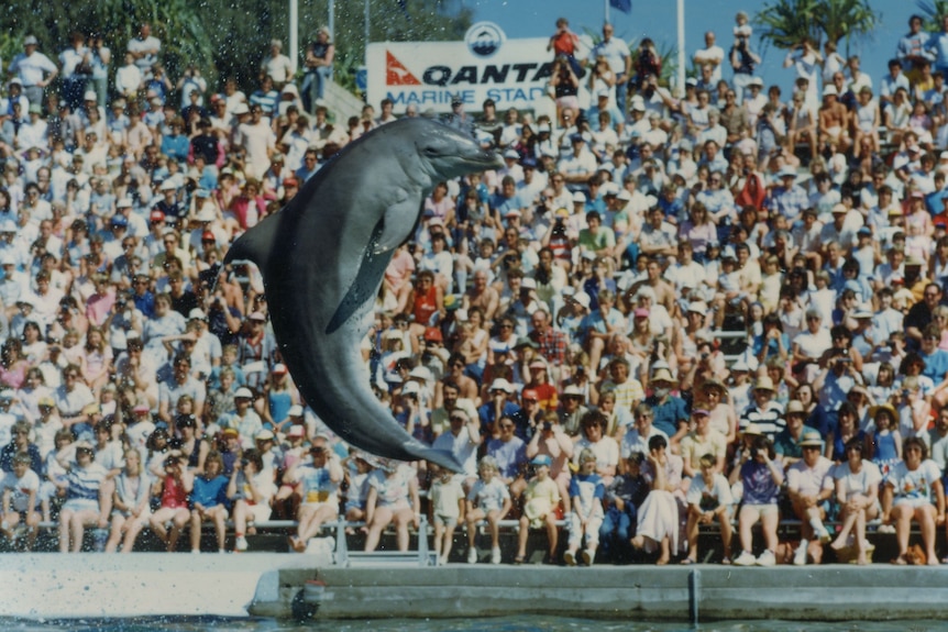 A dolphin leaping out of a pool in front of a crowd sitting on stands