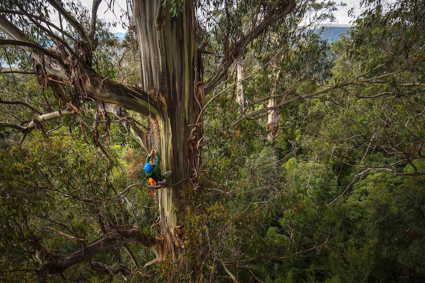 Man wearing helmet using ropes to climb a giant eucalyptus tree with colourful stripy bark.