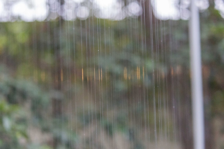 The fine wires of a harp trap catch bats as they are flying