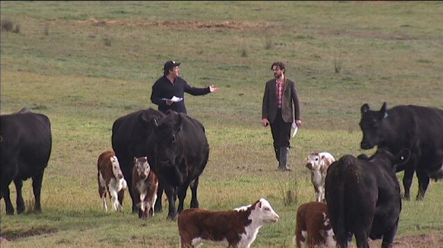 Richard Gunner and Jock Zonfrillo with English Longhorn calves