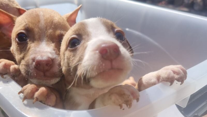 Two recovered puppies after seven pit bull crosses were stolen.